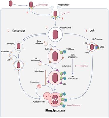 Host-directed therapy for bacterial infections -Modulation of the phagolysosome pathway-